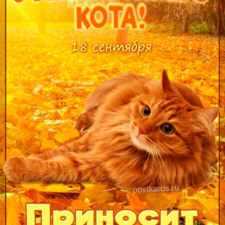 День рыжего кота: удивительные создания рядом