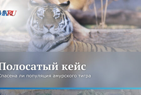 Зоолог сравнил популяцию амурских тигров раньше и сейчас