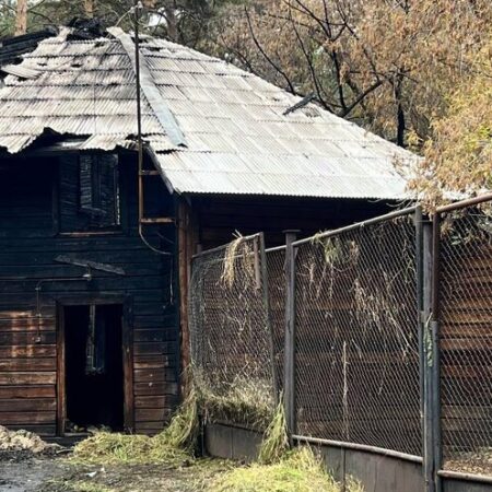 Пожар в Новосибирском зоопарке: видео с места происшествия